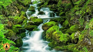 🔴 Relaxing Music 24/7, Stress Relief Music, Sleep Music, Meditation Music, Study, Calming Music
