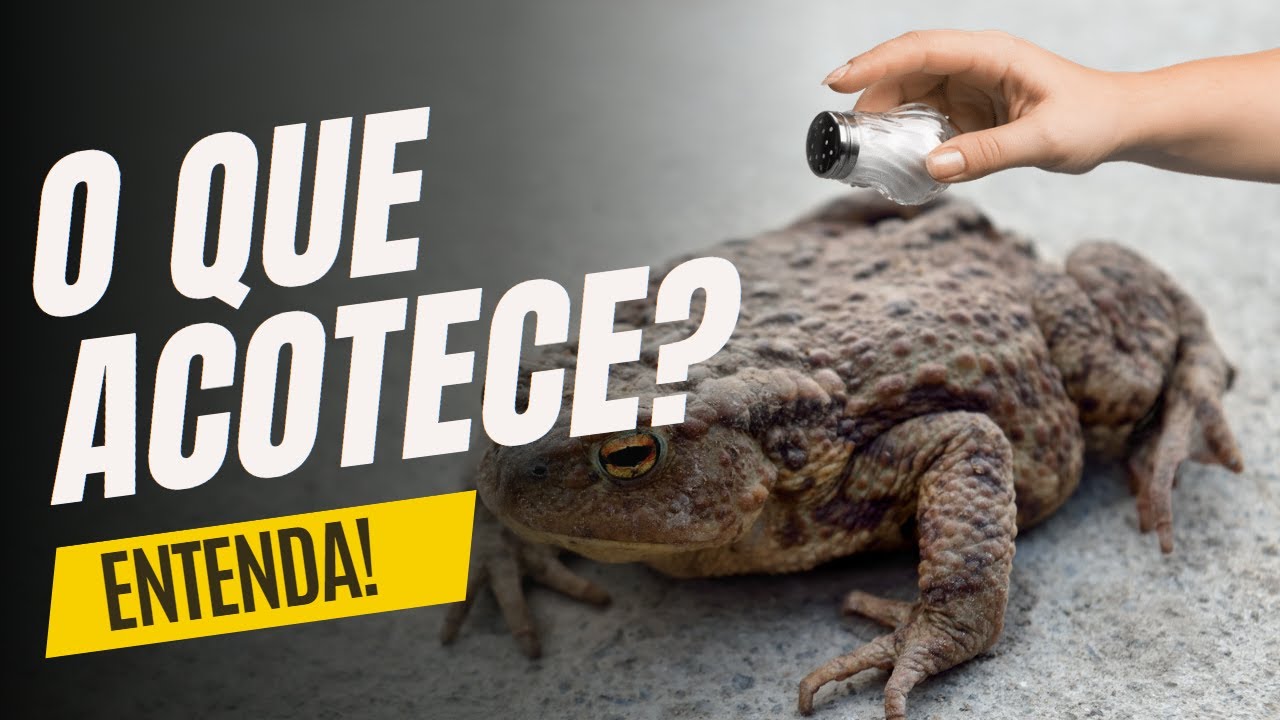 O que acontece se jogar sal no sapo?Sapo; Sal no Sapo; Não jogue sal no ...