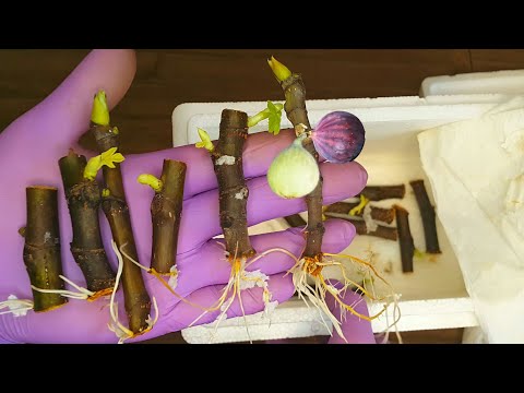 Video: Hvordan dyrker man ficus carica?