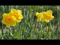 Dancing daffodils  university hospital of wales uk