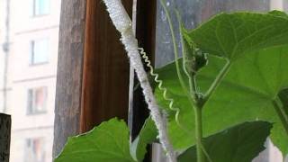 Движение Стебля Огурца / Movement Of The Stem Of The Cucumber