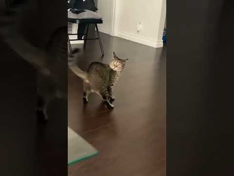 Part 73 Funny Cat ForYouPage