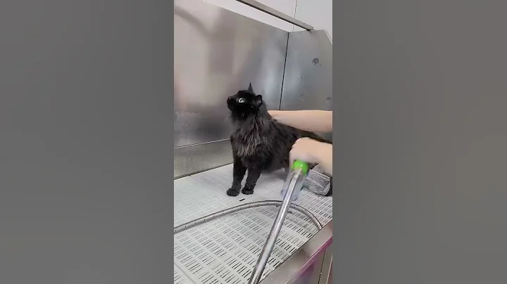 Surviving this cats first grooming experience