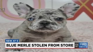 Man caught on camera stealing French bulldog puppy from Lee's Summit Petland  - YouTube