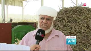 مراحل حصاد وعصر قصب السكر في ولاية بهلاء بمحافظة الداخلية