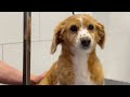 Ever wondered what your dog is actually thinking at the groomer? 🐶