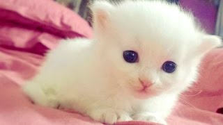 Baby Animals - A Cute Animal Videos Compilation 2016