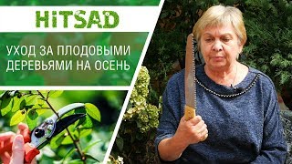 видео Обрезка плодовых деревьев и кустарников осенью