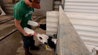 Feeding Calves