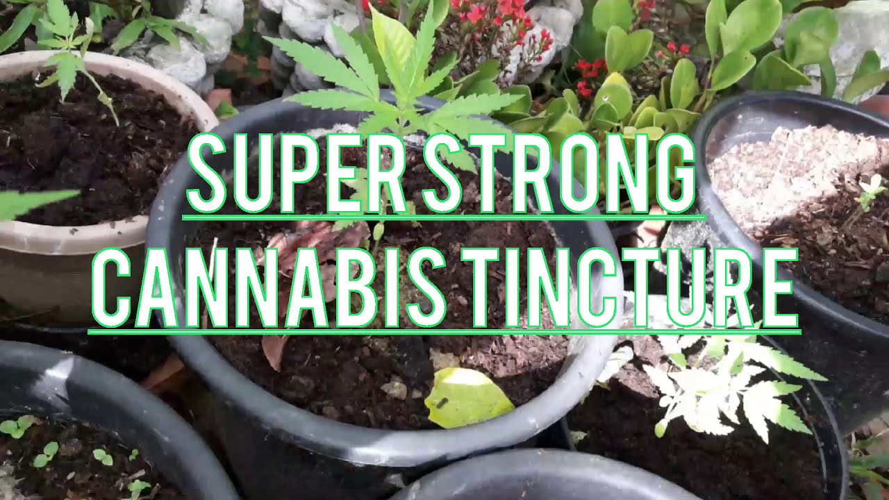 SUPER STRONG CANNABIS TINCTURE. How to Make a Super Potent Cannabis Tincture with Alcohol.