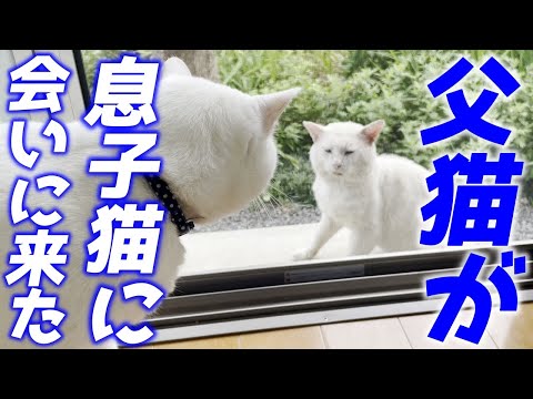 元ボス猫の父猫が息子猫に会いに来てくれました…♡［ダンちゃんとトコちゃん］