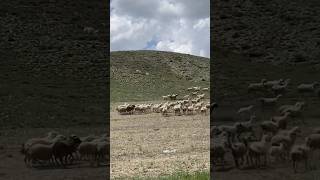 Kangal Dogs Hunts Wolf In Mountain