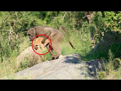 Video: Baby Stirbt, Das In Indien Von Einem Affen Gestohlen Wurde