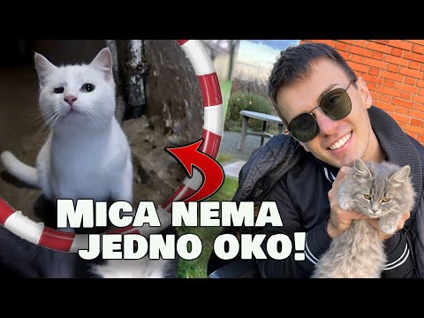 Video: Što definira životinjsko carstvo?