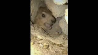hyrax screaming full video ! 😱😱😱