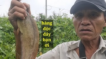 Câu cá rô, đụng hàng độc (video 104)@3ruong fishing 