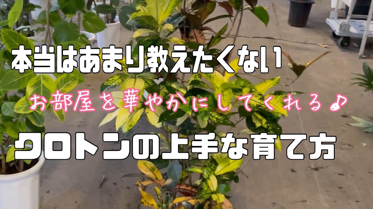 お部屋を華やかにする、気まぐれ植物クロトンの秘密の育て方 - YouTube