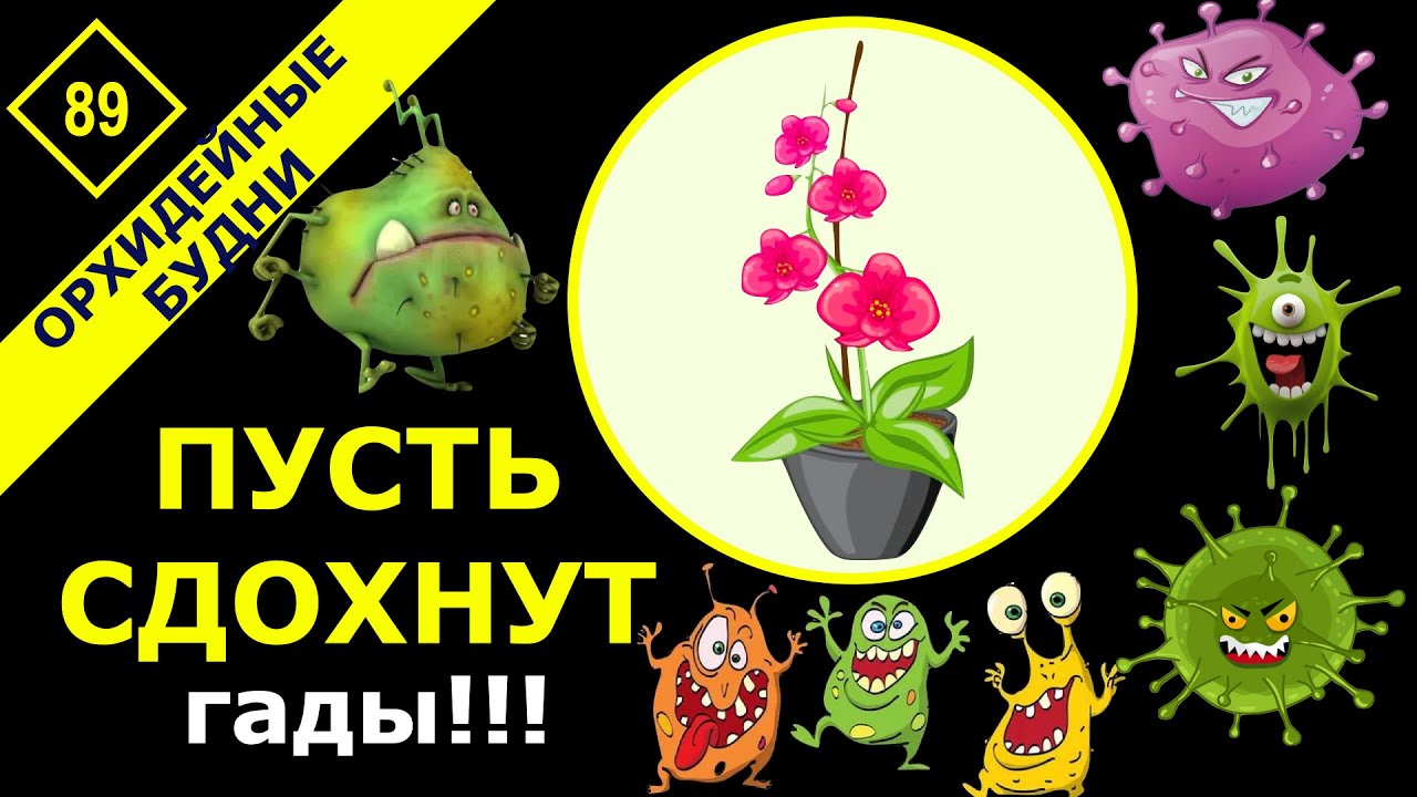 Что такое вирус и как лечить. Что такое вирус и как лечить