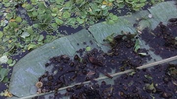 Ốc chết hết khi thả và cách sử lý Đt 0353864376