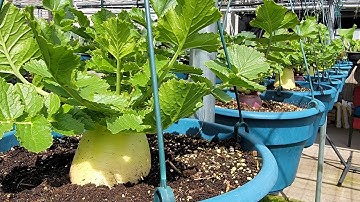 Thu hoạch củ cải tím xanh trắng trên chậu mập ú, trồng xà lách, bông cải trắng 🇨🇦1155》 Vườn Rau Việt