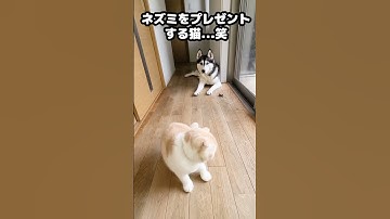 ネズミを犬にプレゼントする猫がこちら...笑 #猫 #shorts