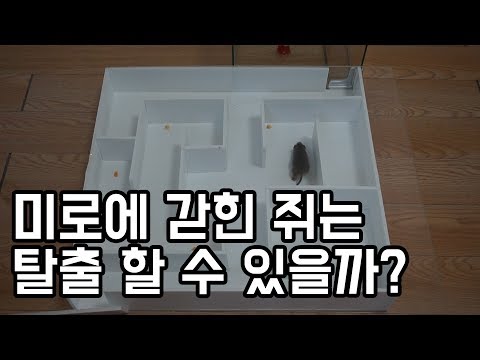 [도깨비]"미로"에 갇힌 "쥐"는 탈출에 성공할수 있을까??(놀라운 결과 ㅎㄷㄷ)