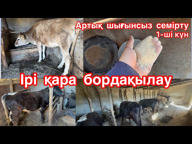 Ұялы телефондарға арналған транни порно