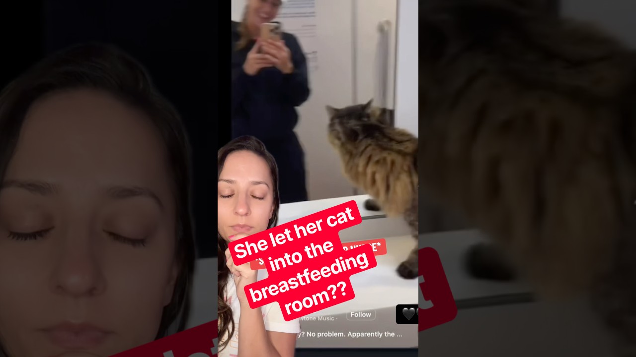 Cats in the breast-feeding room? #Pregnant #Postpartum #Mom.