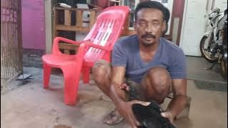 The mother hen doesn't want to lay eggs or is infertile!!..this is the solution...