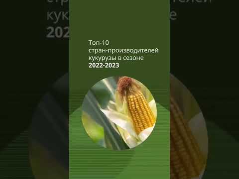 Топ-10 стран производителей-кукурузы