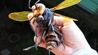 Ong bắp cày khổng lồ châu Á – Loài ong nguy hiểm nhất thế giới
