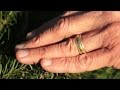 Wedding ring found at tree farm becomes a special Christmas gift