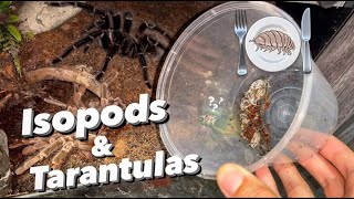 Why to NOT leave isopods in your TARANTULA’s enclosure .. by Exotics Lair 25,079 views 1 month ago 9 minutes