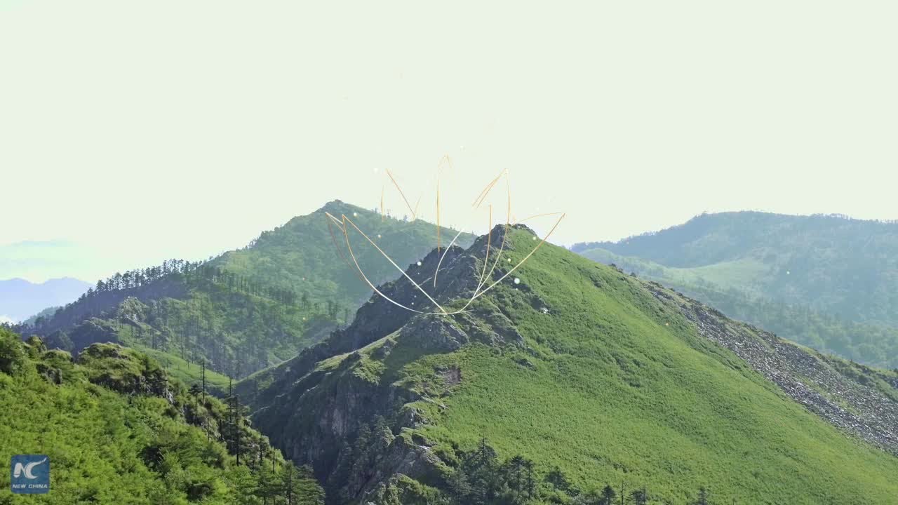 tv kanalları #AmazingChina: A cow or an antelope?