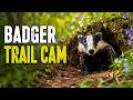 I Left a Trail Camera at a Badger Sett — Amazing Spring Wildlife