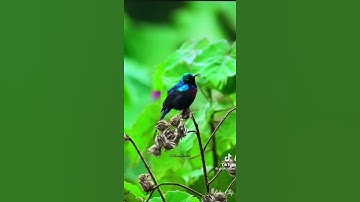 ﴿وَمِن آياتِهِ خَلقُ السَّماواتِ وَالأَرضِ وَاختِلافُ أَلسِنَتِكُم وَأَلوانِكُم﴾ [الروم: ٢٢]