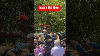 Macaw Bird Show At Animal Kingdom #Shorts #Animalkingdom #Disneyworld