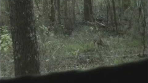 Shot High or did she Jump the String?