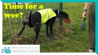 Toilet training for your greyhound