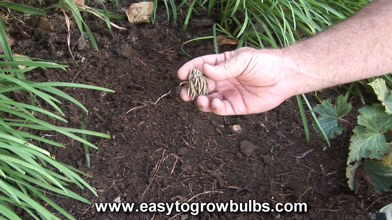 tecolote ranunculus bulbs (persian buttercups) - how to plant guide