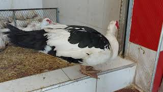 بطة في محل بائع #الدجاج. Duck in the #chicken seller's shop.