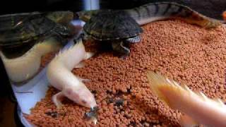 古代魚ポリプテルスセネガルスpolypterus Senegarus Youtube 古代魚ポリプテルスセネガルスpolypterus Senegarus Youtube