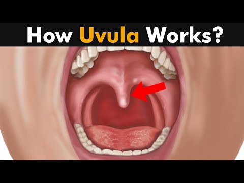 কিভাবে Uvula কাজ করে? | ইউভুলার কার্যকারিতা (উর্দু/হিন্দি)