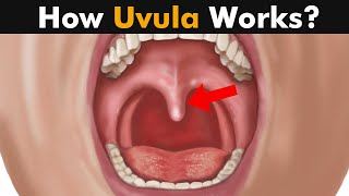 How Uvula Works? | Functions of uvula (Urdu/Hindi) screenshot 1