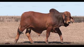Lot 82 Rockley FG Fortworth 717/25 (IVF) (PP)