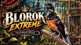 BLOROK EXTREME 🔥 Murai Batu Blorok Langka dengan Corak Unik & Bikin Takjub! | Kicau Mania