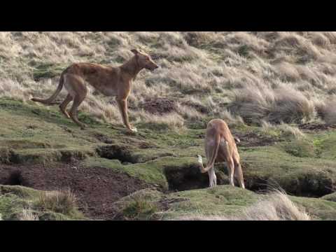 Video: Manchester Terrier