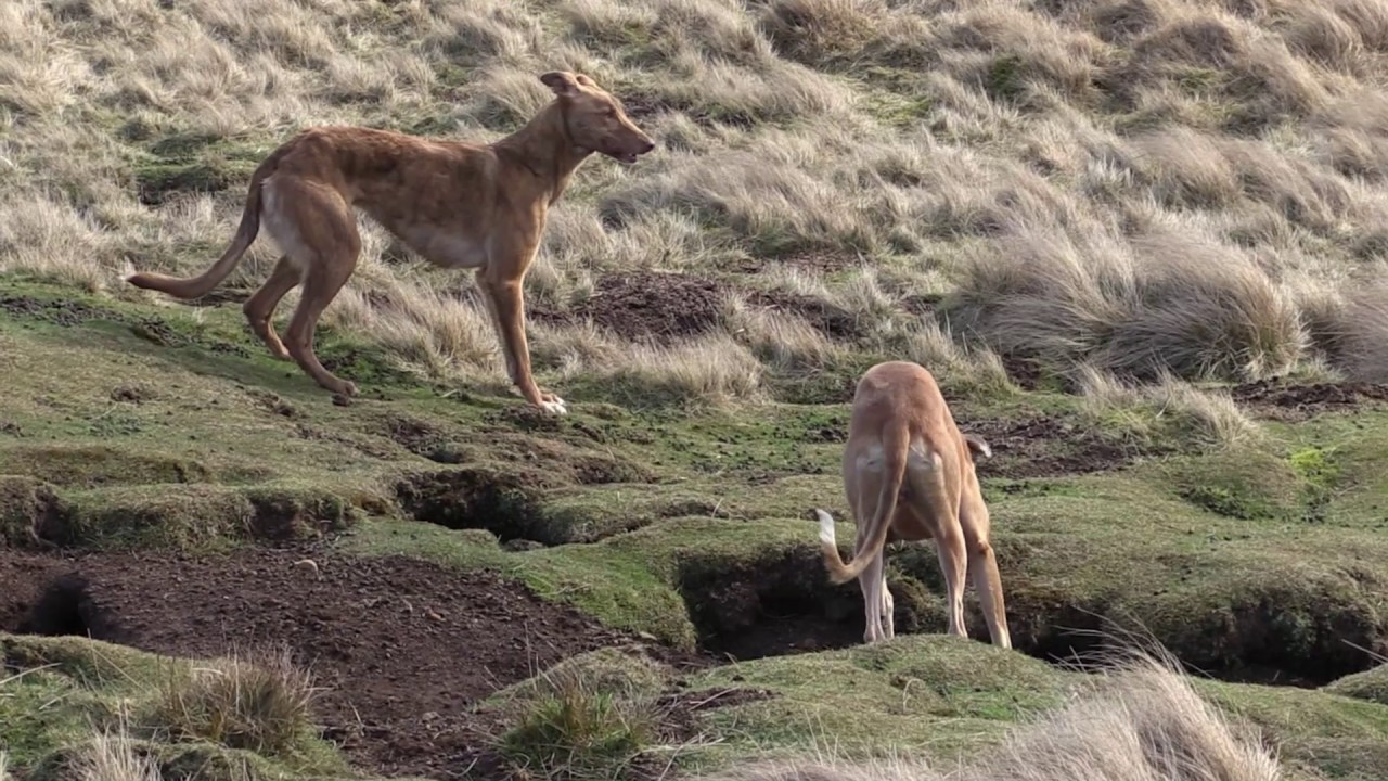 working lurcher for sale