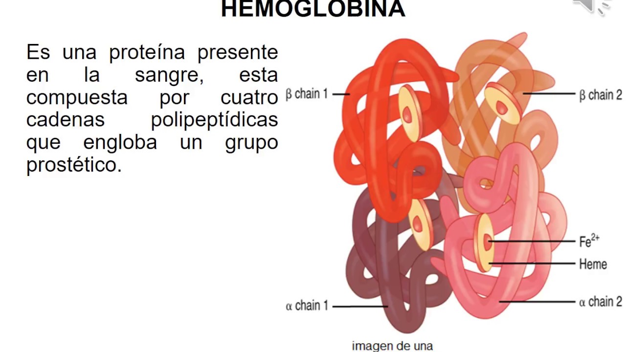 Количество белка миоглобина в разных мышцах тела