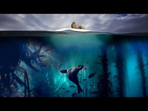 Ducks And Currents (Blue Planet 2 Soundtrack)